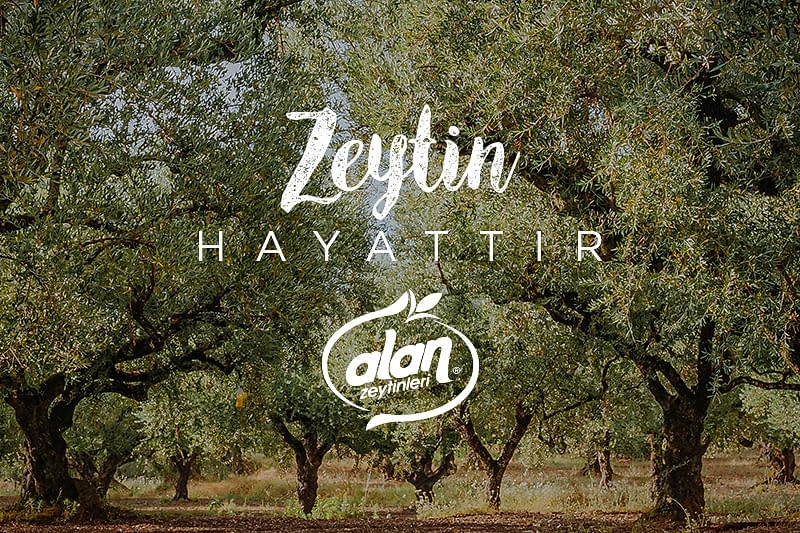 Alan Zeytin